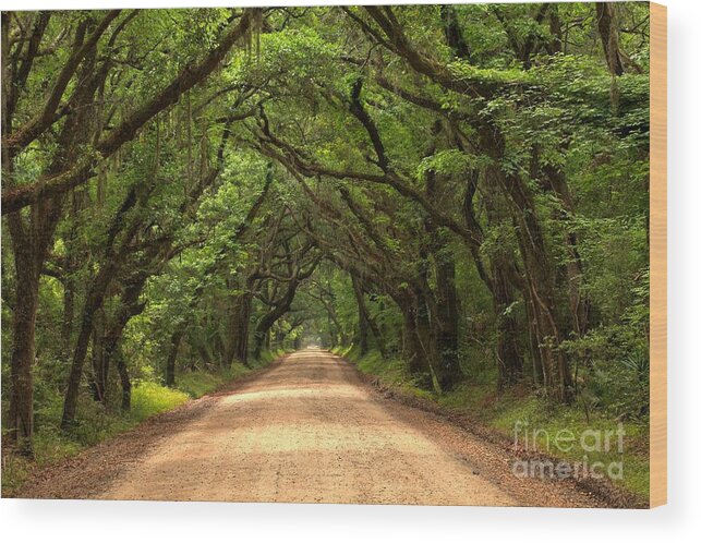Avenue Of The Oaks Wood Print featuring the photograph Into The Plantation by Adam Jewell