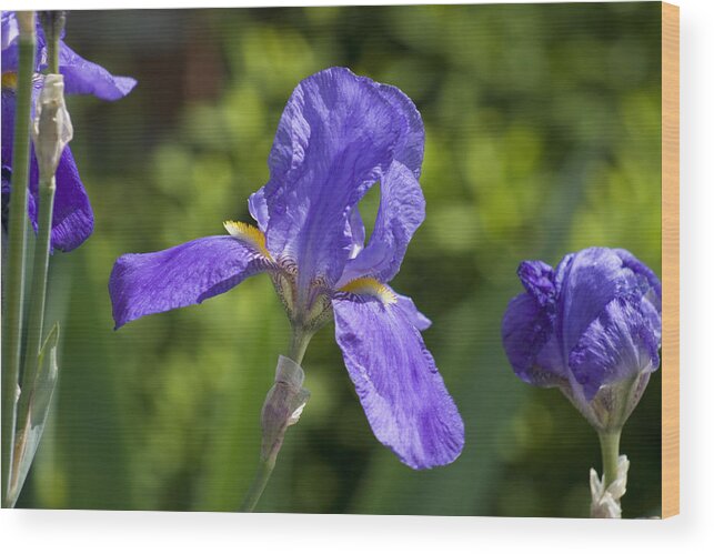 Flower Wood Print featuring the photograph Iris 4 by Andy Shomock