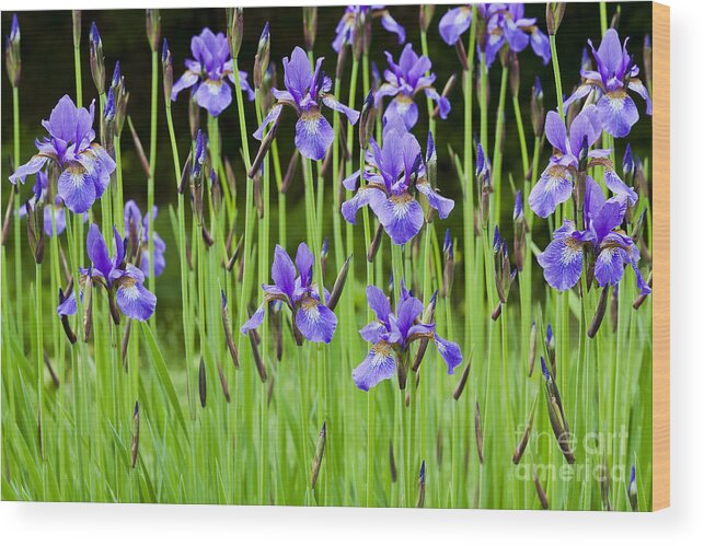Iris Wood Print featuring the photograph Iris Garden by Alan L Graham