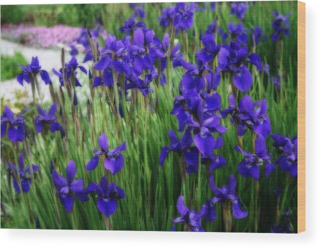 Iris Wood Print featuring the photograph Iris In The Field by Kay Novy