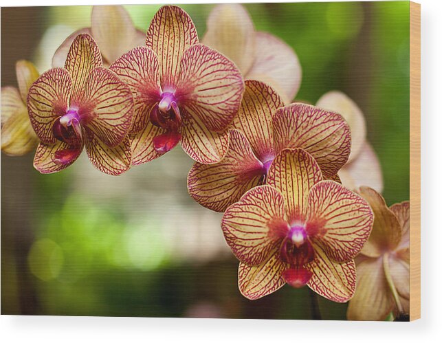 Flower Wood Print featuring the photograph Orchid by Lisa Chorny