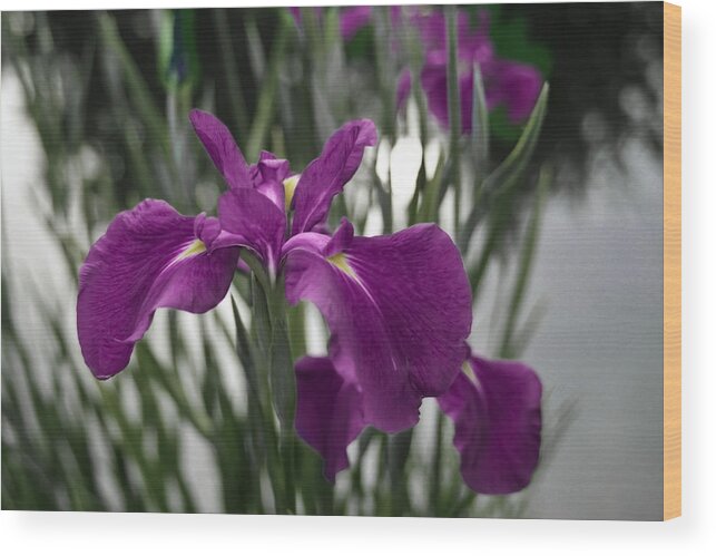 35mm Wood Print featuring the photograph Iris on Pond's Edge by Penny Lisowski