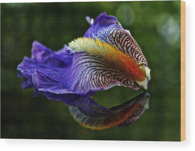 Blue Iris Wood Print featuring the photograph Iris Petal Reflections by Suzanne Stout
