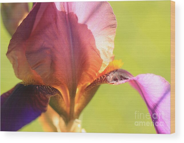 Iris Wood Print featuring the photograph Iris Study 6 by Jeanette French