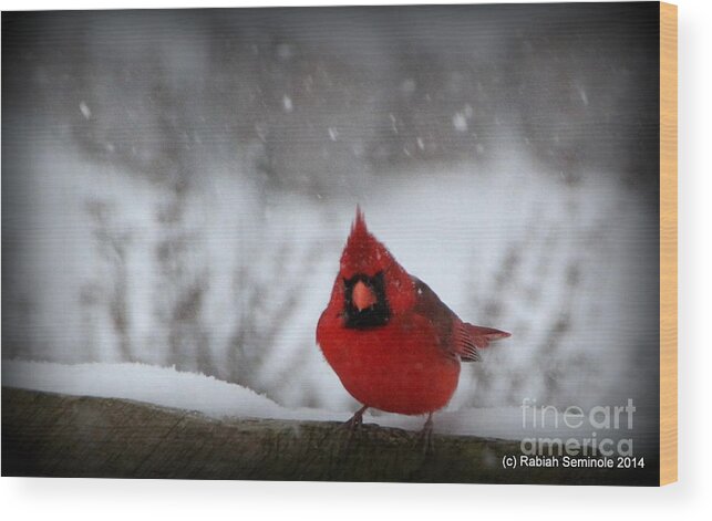 Cardinal Wood Print featuring the photograph Is it Spring Yet by Rabiah Seminole