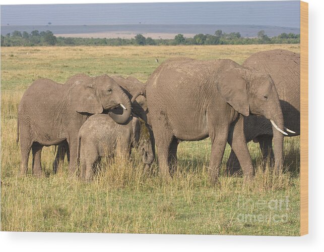 Elephant Wood Print featuring the photograph It Happens by Chris Scroggins