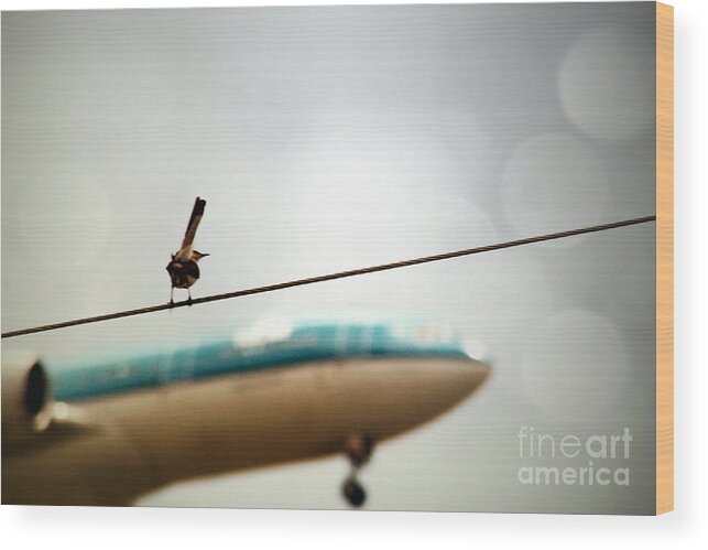 Bird Wood Print featuring the photograph It's a Bird It's a Plane by Trish Mistric