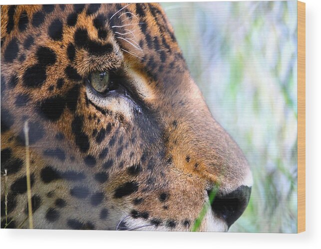 Jaguar Wood Print featuring the photograph Jaguar Eyes by Nathan Miller