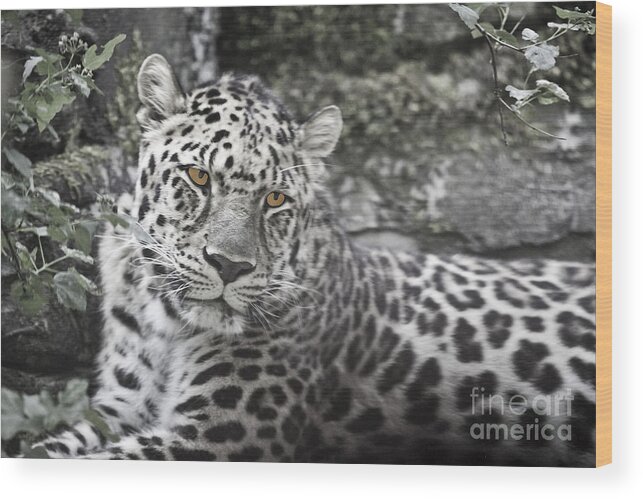 Jaguar Wood Print featuring the photograph Jaguar by Rich Collins