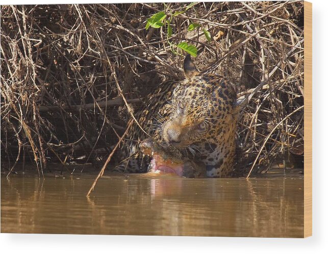 Brazil Wood Print featuring the photograph Jaguar vs Caiman by David Beebe