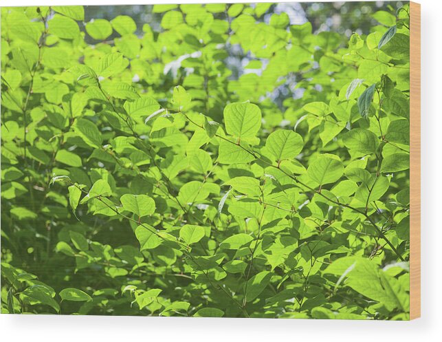 Fallopia Japonica Wood Print featuring the photograph Japanese Knotweed (fallopia Japonica) by Gustoimages/science Photo Library