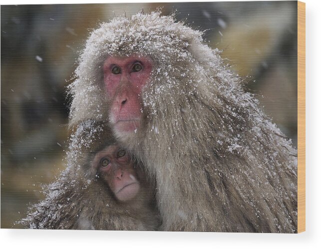 534262 Wood Print featuring the photograph Japanese Macaque And Baby In Snow Japan by Hiroya Minakuchi