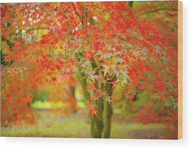 Tranquility Wood Print featuring the photograph Japanese Maple Tree - Acer Palmatum by Jacky Parker Photography
