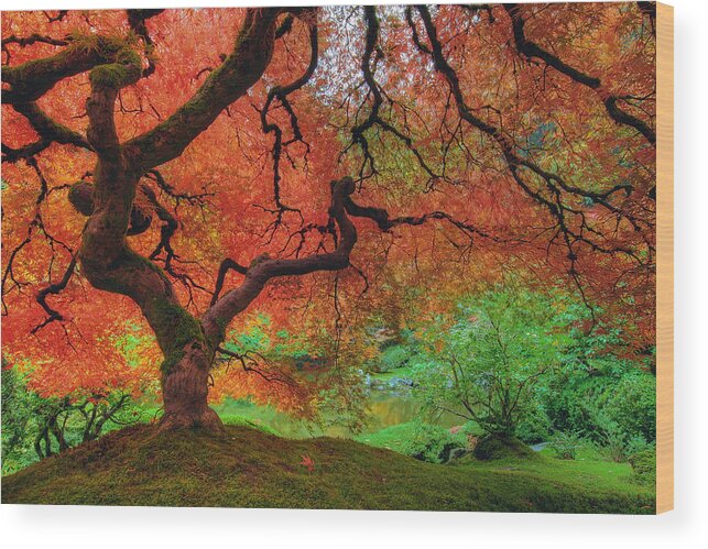 Portland Wood Print featuring the photograph Japanese Maple Tree in Autumn by David Gn