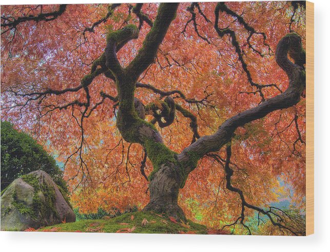 Japanese Wood Print featuring the photograph Japanese Maple Tree in Fall by David Gn