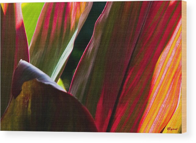 Rainforest costa Rica Semi-abstract Flora Canna Wood Print featuring the photograph Joseph's Coat by Christopher Byrd