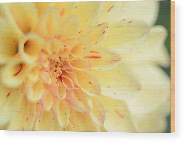Dahlia Wood Print featuring the photograph Joyce's Yellow Speckled Dahlia by Kathy Paynter