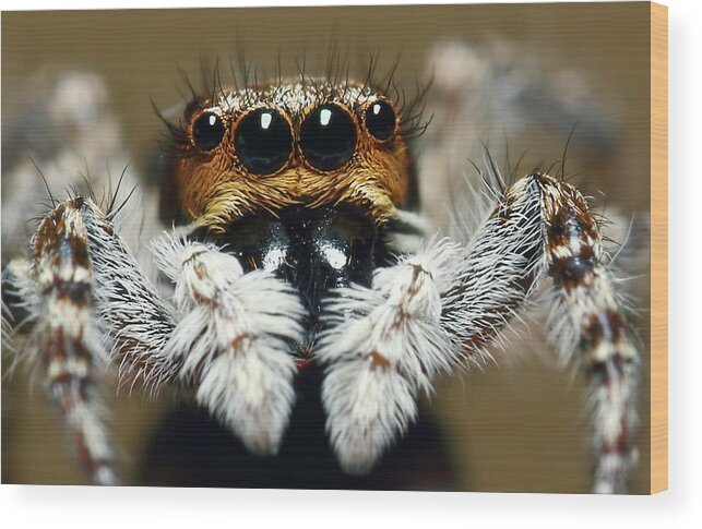 Coimbatore Wood Print featuring the photograph Jumping Spider by Karthik Photography