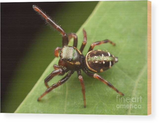 Clarence Holmes Wood Print featuring the photograph Jumping Spider Paraphidippus aurantius I by Clarence Holmes