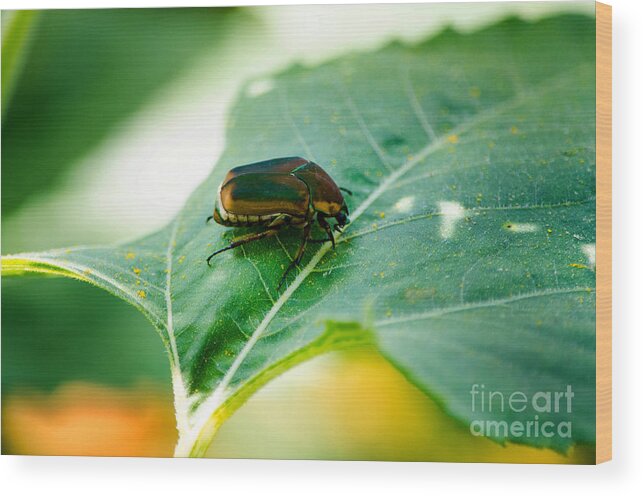 Cotinis Nitida Wood Print featuring the photograph June Bug by Paul Mashburn