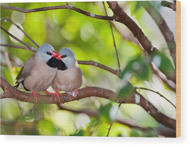 Birds Wood Print featuring the photograph Just Friends by Paul Johnson 