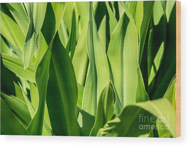 Green Leafs Wood Print featuring the photograph Just Green by Mina Isaac