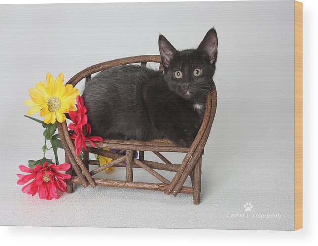 Black Kitten On Bench Canvas Print Wood Print featuring the photograph Just my size by Kimber Butler