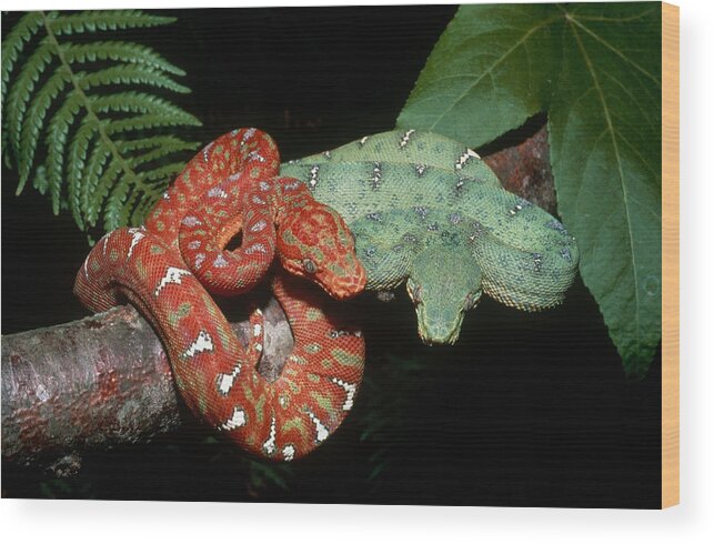 Adult And Young Wood Print featuring the photograph Juvenile And Adult Emerald Tree Boas by Karl H. Switak