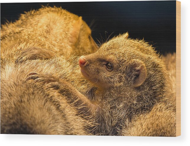 Mongoose Wood Print featuring the photograph Juvenile Mongoose by Andreas Berthold