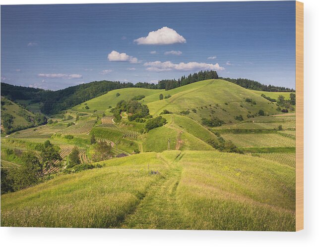 Scenics Wood Print featuring the photograph Kaiserstuhl Summer Landscape by Dennis Fischer Photography