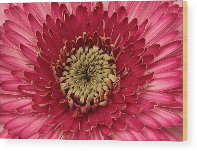 Connie Handscomb Wood Print featuring the photograph Pink Petal Universe by Connie Handscomb