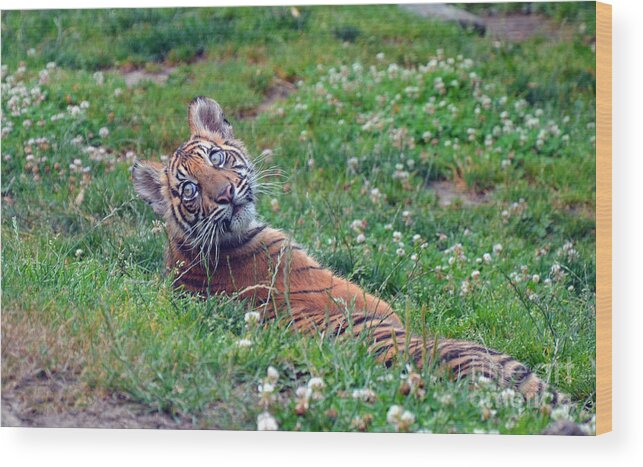 Sumatran Tiger Wood Print featuring the photograph Kali by Frank Larkin