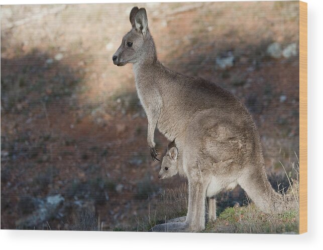 Australia Wood Print featuring the photograph Kangaroo and joey by Steven Ralser