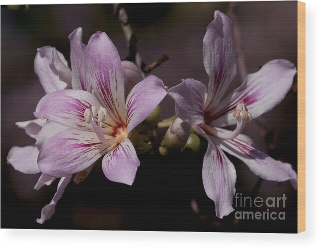 Kapok Wood Print featuring the photograph Kapok Bloom by Meg Rousher