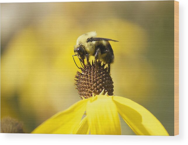 Bee Wood Print featuring the photograph King of the Coneflower by Penny Meyers