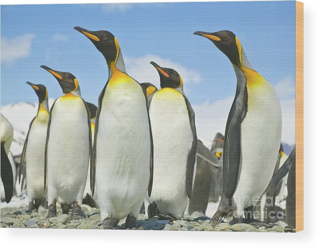 00345968 Wood Print featuring the photograph King Penguins Looking by Yva Momatiuk John Eastcott