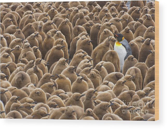 00345753 Wood Print featuring the photograph King Penguin In Creche by Yva Momatiuk John Eastcott
