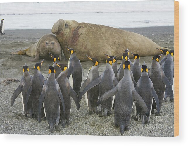 00345831 Wood Print featuring the photograph King Penguins And Southern Elephant by Yva Momatiuk John Eastcott