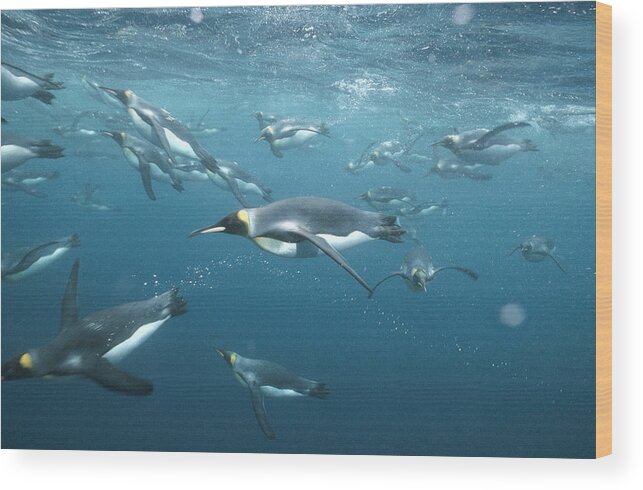 Feb0514 Wood Print featuring the photograph King Penguins Underwater Macquarie by Tui De Roy