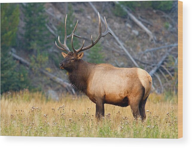 Elk Wood Print featuring the photograph King by Shari Sommerfeld