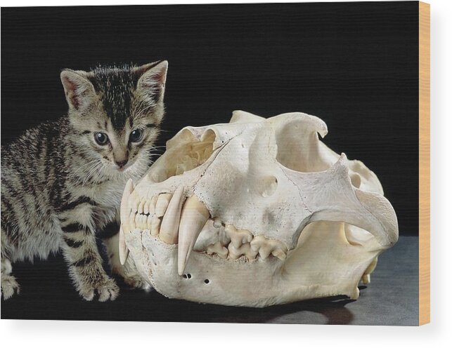 Domestic Cat Wood Print featuring the photograph Kitten And Lion Skull by Javier Trueba/msf/science Photo Library