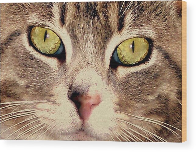 Cat Wood Print featuring the photograph Kitty Green Eyes by Suzy Piatt