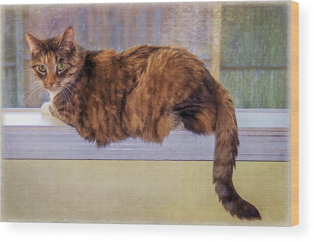 Cat Wood Print featuring the photograph Kitty In The Window by Cathy Kovarik