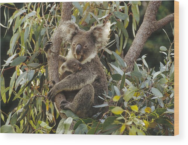 Feb0514 Wood Print featuring the photograph Koala And Joey In Eucalyptus Australia by Gerry Ellis