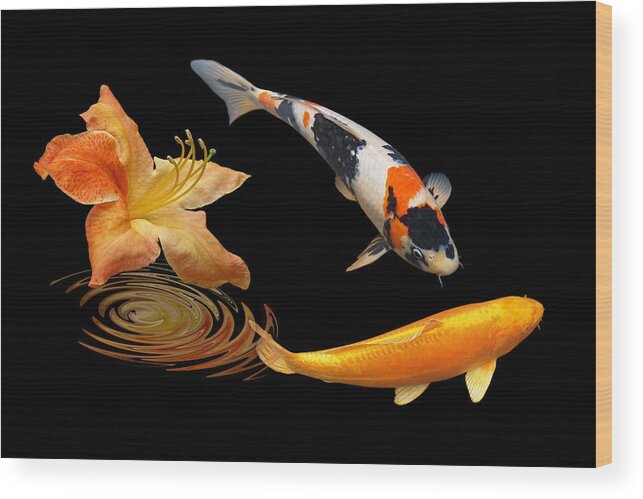 Koi Fish Wood Print featuring the photograph Koi With Azalea Ripples by Gill Billington