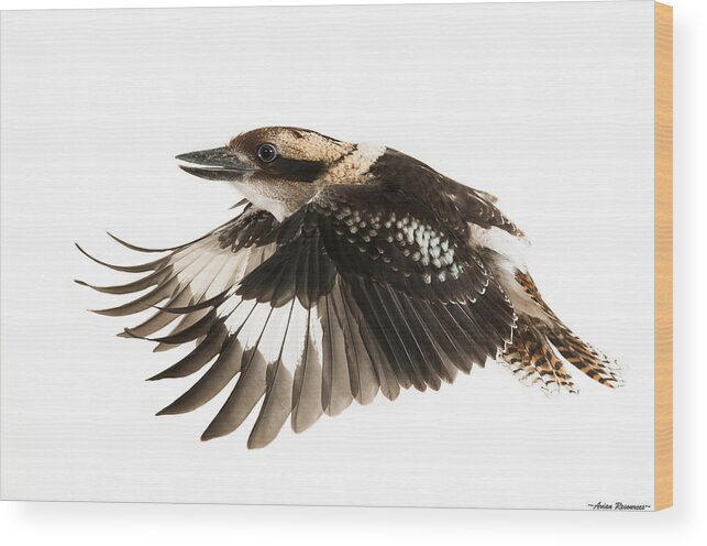 Avian Wood Print featuring the photograph Kookabura in Flight by Avian Resources