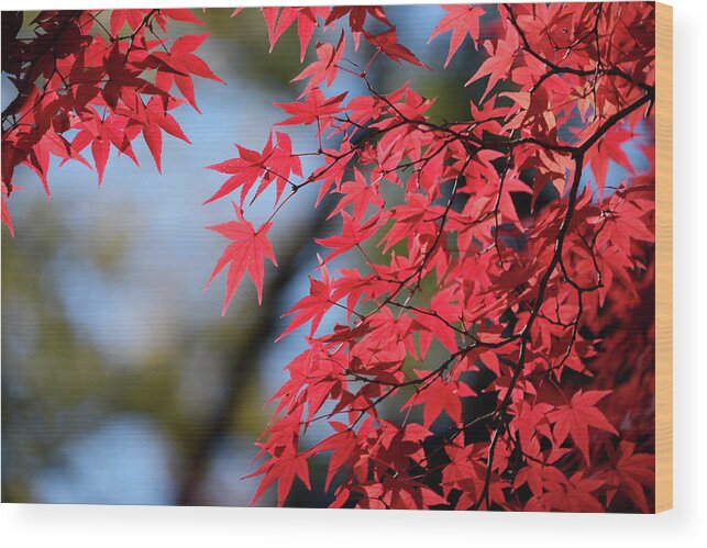 Outdoors Wood Print featuring the photograph Koyo Leaves In Kyoto, Japan by Daniel Chui