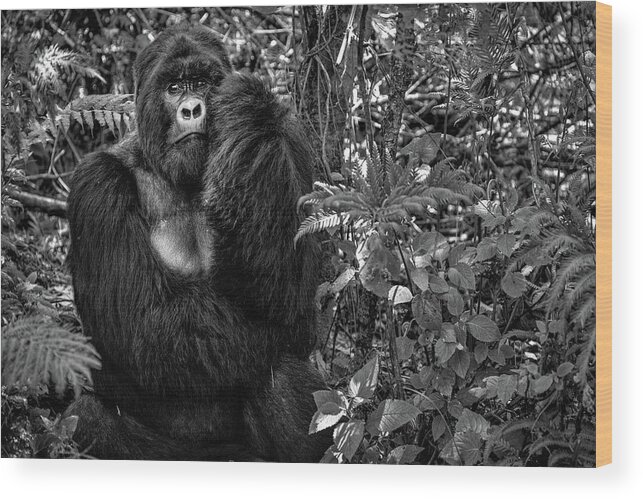 Gorilla Wood Print featuring the photograph Kwitonda Silverback by Karen Lunney