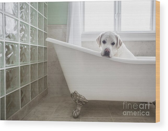 Dog Wood Print featuring the photograph Lab in a Bathtub by Diane Diederich