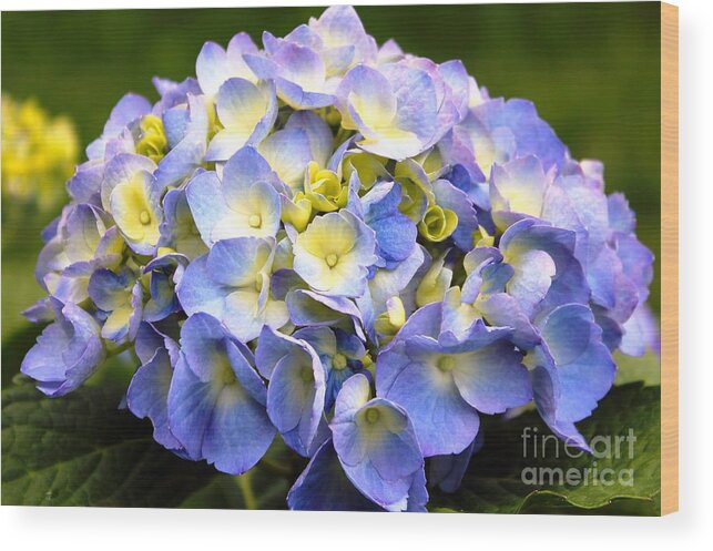 Hydrangea Wood Print featuring the photograph Lacy Blue Hydrangea by Judy Palkimas